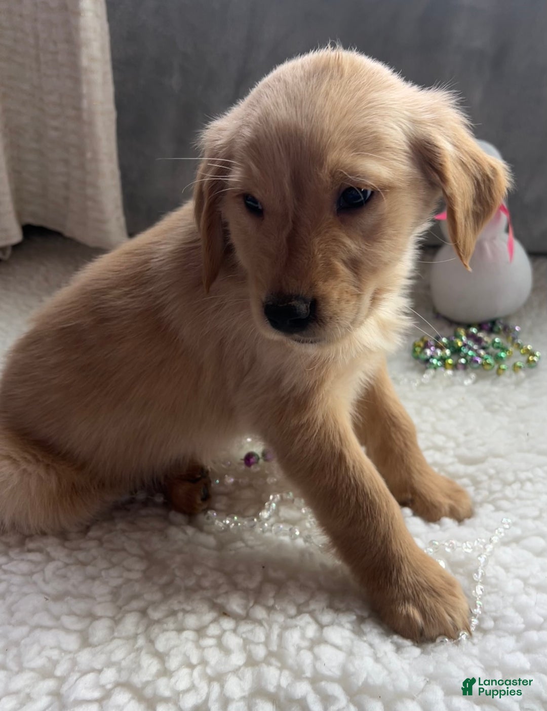 Golden Retriever dogs for sale: Remi - Ad 1