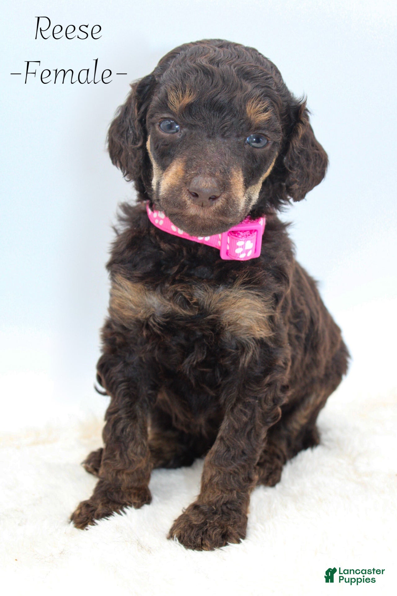 Standard Poodle dogs Reese - Ad 22