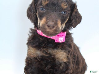 Standard Poodle dogs Reese - Ad 34