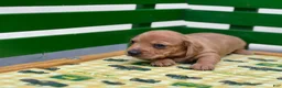 Miniature Dachshund dogs for sale: Bandit - Ad 4