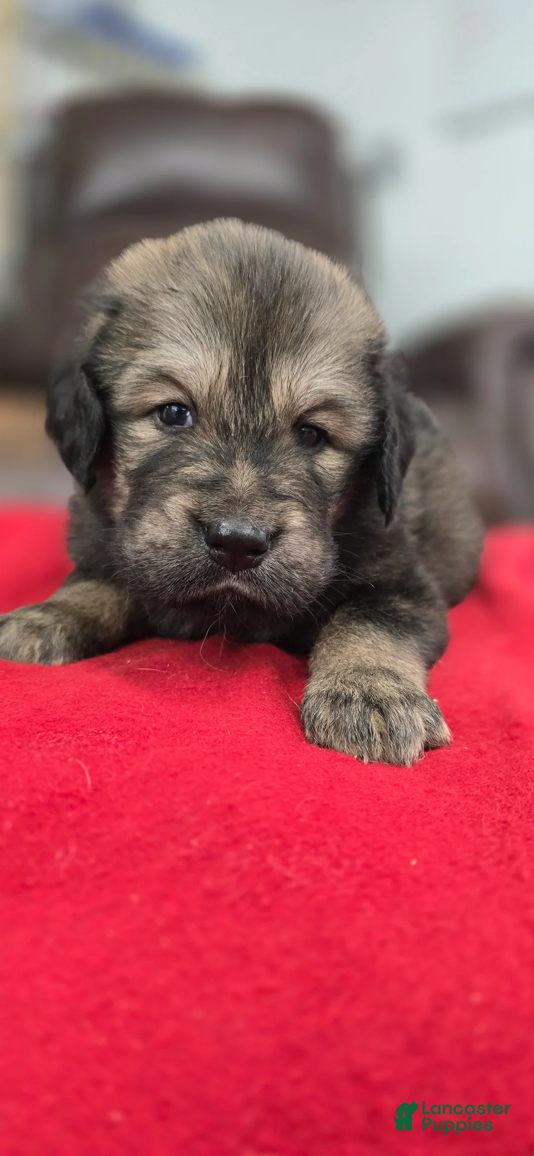 Tibetan Mastiff dogs for sale: April - Ad 2