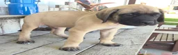 English Mastiff dogs for sale: Jesse - Ad 3