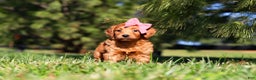 Mini Goldendoodle dogs for sale: Joy - Ad 6
