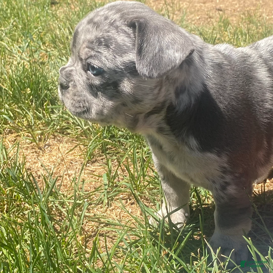 French Bulldog dogs for sale: El Gordo/ The chubby one  - Ad 2