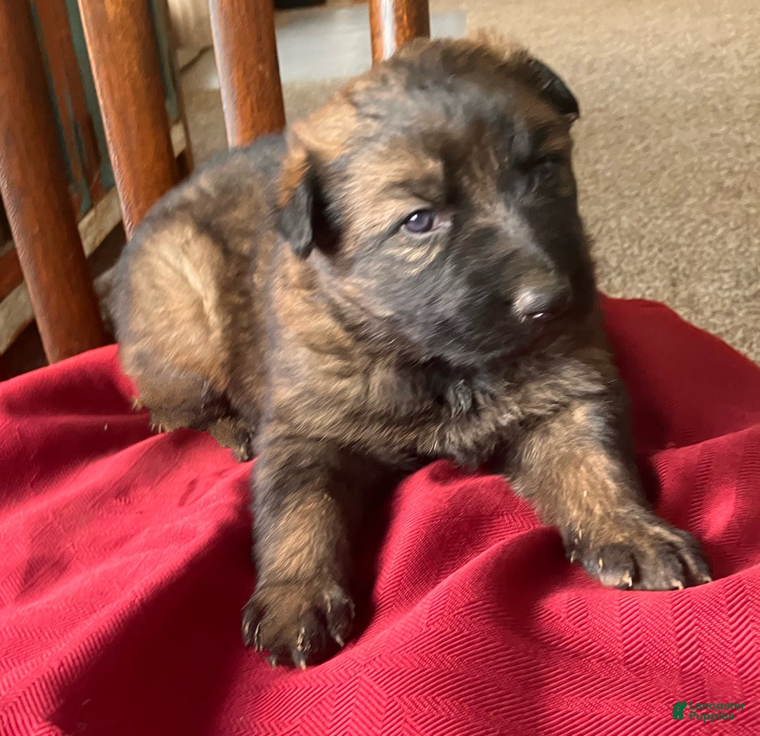 German Shepherd dogs for sale: ♥️KING♥️ - Ad 6