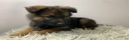 German Shepherd dogs for sale: Sierra - Ad 10