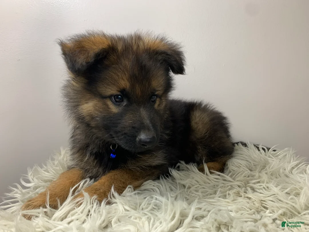 German Shepherd dogs for sale: Sierra - Ad 10