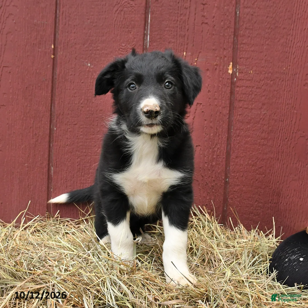 Border Collie dogs for sale: Clyde - Ad 2