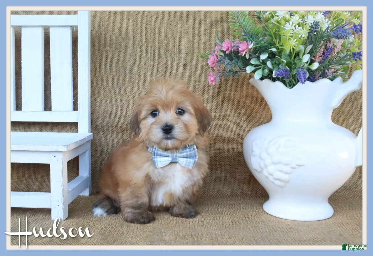 Havanese dogs Hudson - Ad 1
