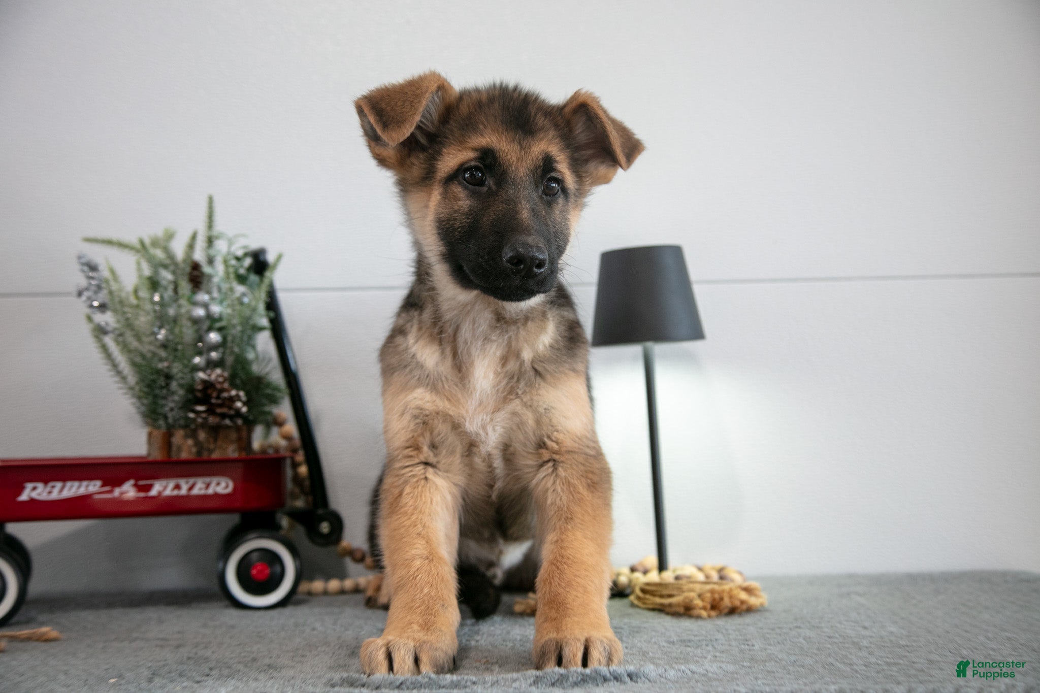 German Shepherd dogs Gary - Ad 8