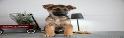 German Shepherd dogs for sale: Gary - Ad 1