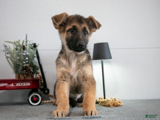 German Shepherd dogs Gary - Ad 8
