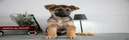 German Shepherd dogs for sale: Gus - Ad 1