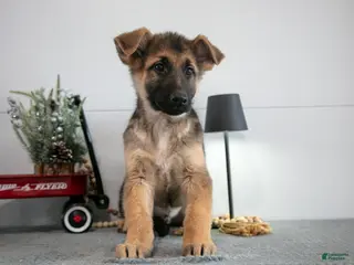 German Shepherd dogs Gary - Ad 32