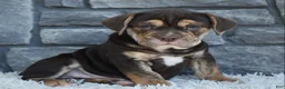 Beabull dogs for sale: Buster  - Ad 1