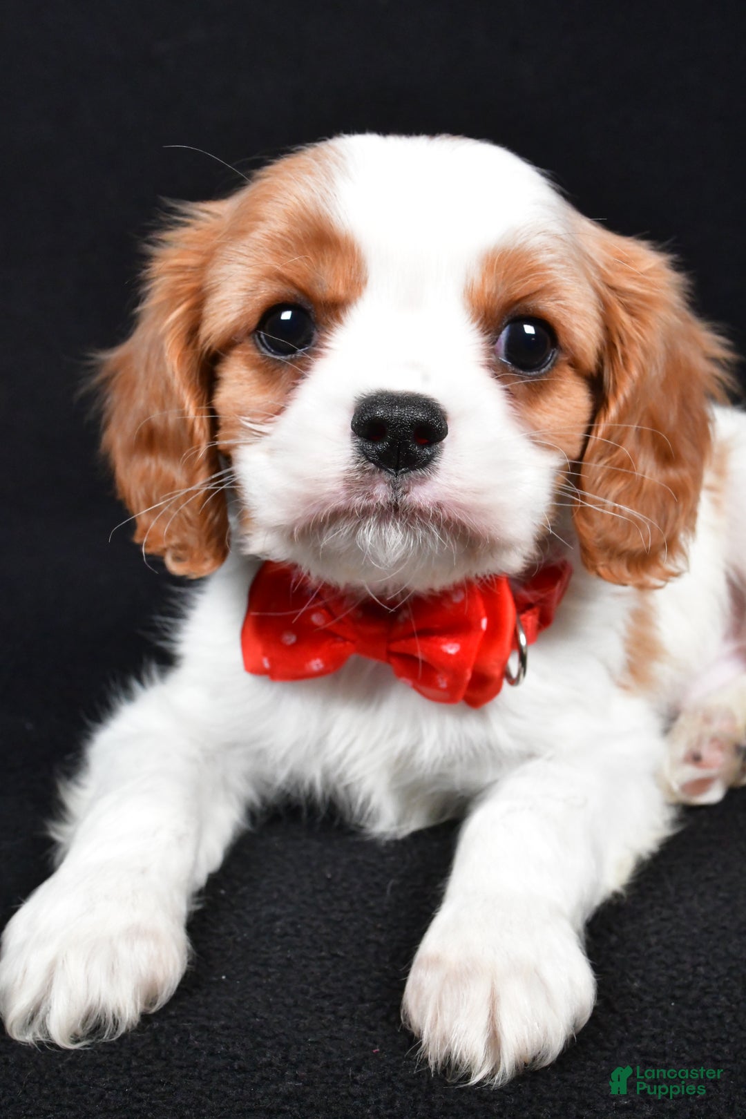Cavalier King Charles Spaniel dogs for sale: Trevor - Ad 4