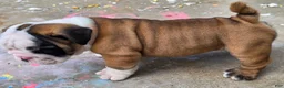 English Bulldog dogs for sale: Bandit - Ad 6