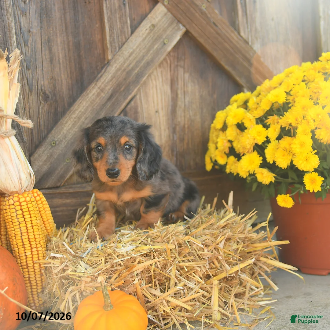 Miniature Dachshund dogs for sale: Jacks - Ad 5
