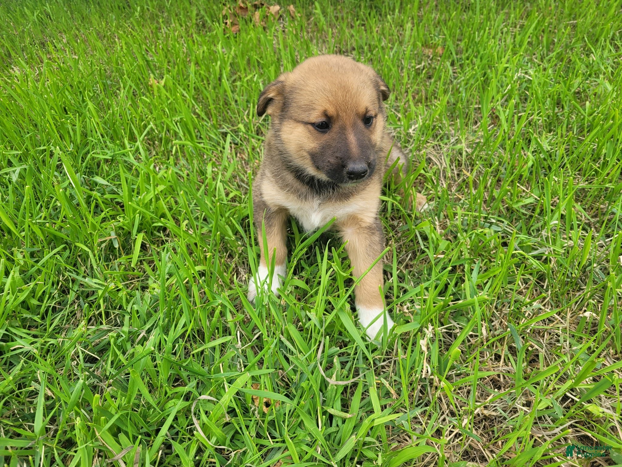 Mixed Breed dogs Jasmine  - Ad 2