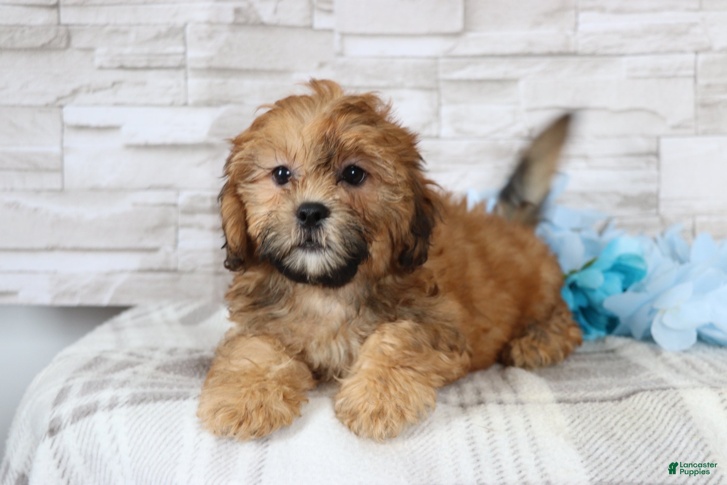 Shihpoo dogs Clement  - Ad 2