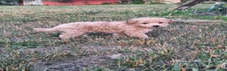 Maltipoo dogs for sale: Maltipoo Puppy 1 - Ad 1