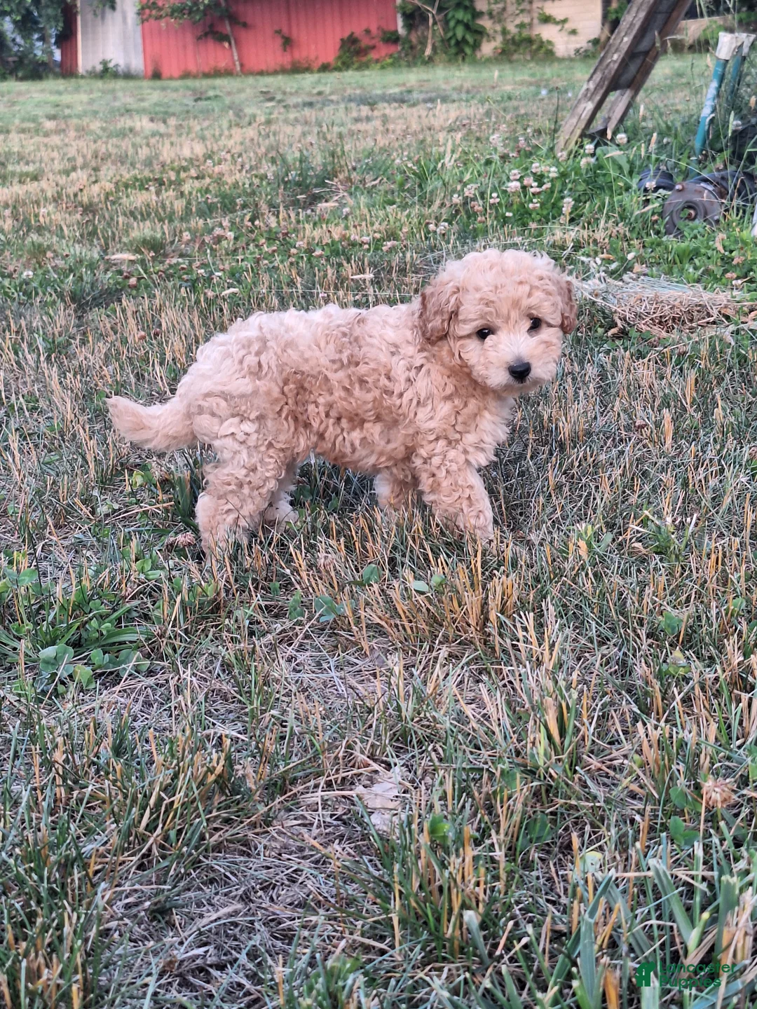 Maltipoo dogs for sale: Maltipoo Puppy 1 - Ad 1