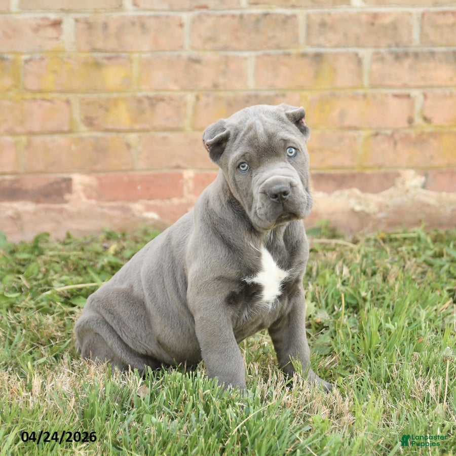 Cane Corso dogs Cody - Ad 1