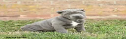 Cane Corso dogs for sale: Cody - Ad 1