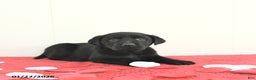 Labrador Retriever dogs for sale: Atlas - Ad 4