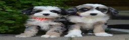 Mini Bernedoodle dogs for sale: Bailey - Ad 25