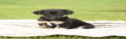 Mixed Breed dogs for sale: Norway - Ad 4