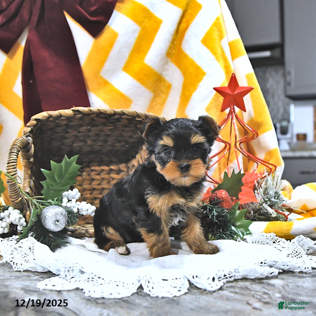 Yorkshire Terrier dogs for sale: Jodie - Ad 1