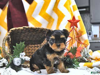 Yorkshire Terrier dogs Jodie - Ad 26