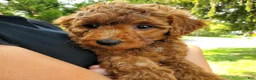 Mini Goldendoodle dogs for sale: Penny - Ad 7
