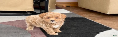 Maltipoo male 2