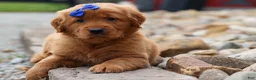 Golden Retriever dogs for sale: Quincy💙 - Ad 11