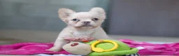 French Bulldog dogs for sale: Angela - Ad 1