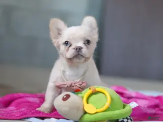 French Bulldog dogs Angela - Ad 19