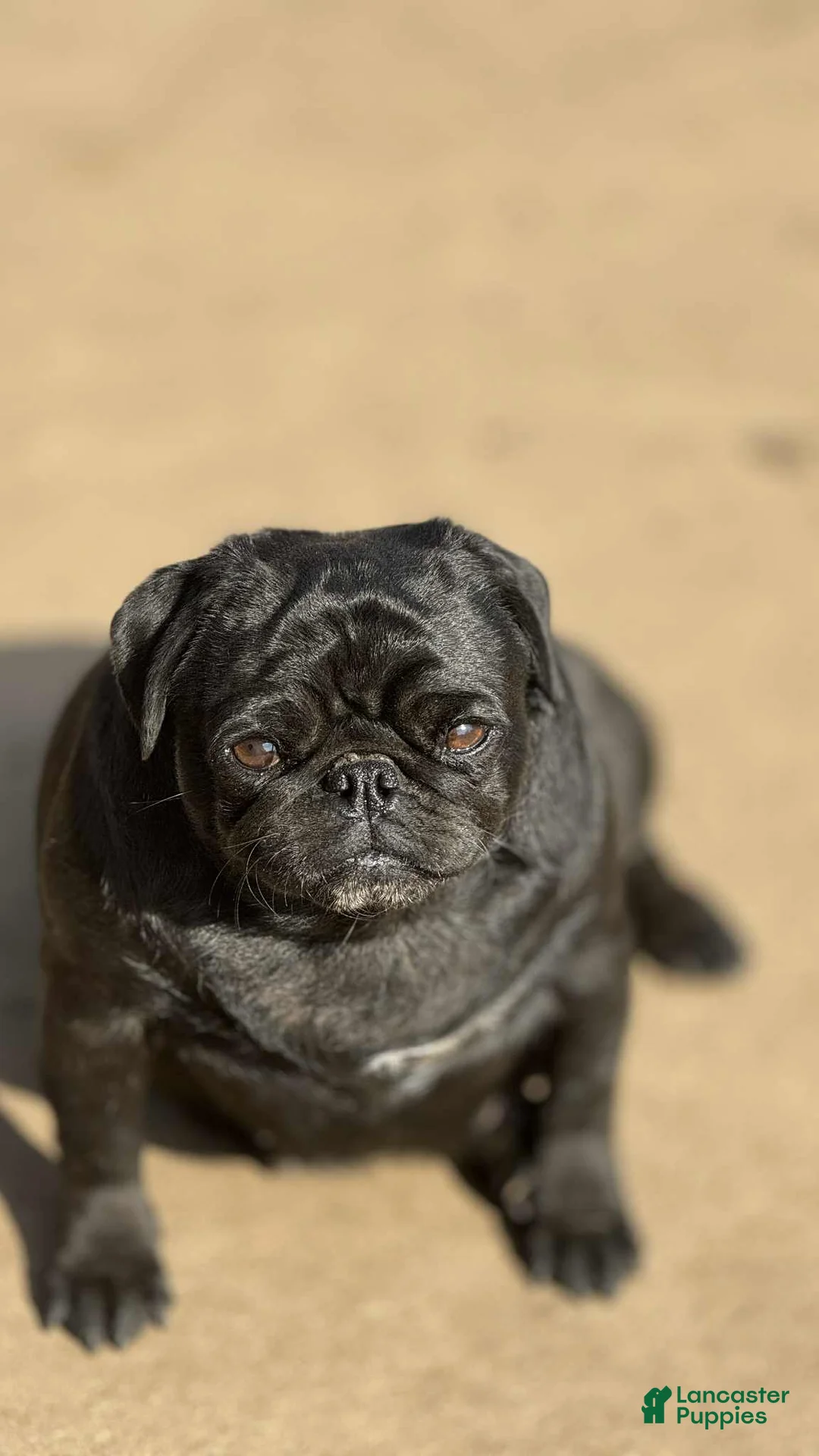 Pug dogs for sale: Pug 1 - Ad 4