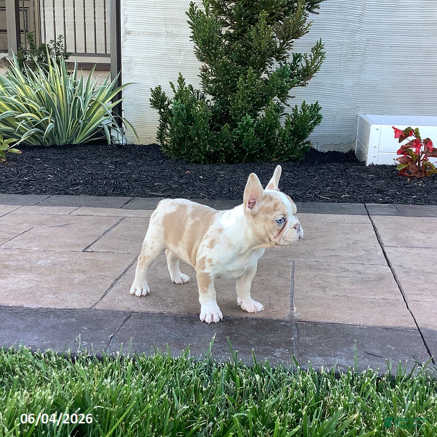 French Bulldog dogs for sale: Alexis - Ad 5