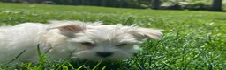 Maltese dogs for sale: Champ - Ad 4