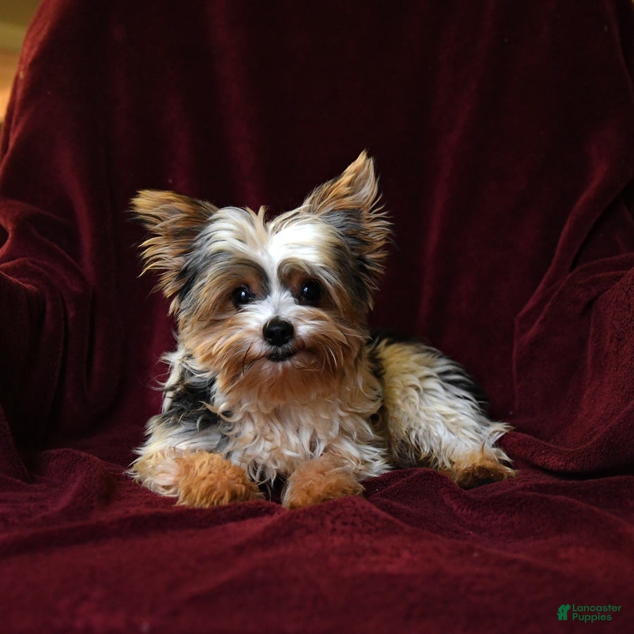 Yorkshire Terrier dogs Cutie - Ad 18