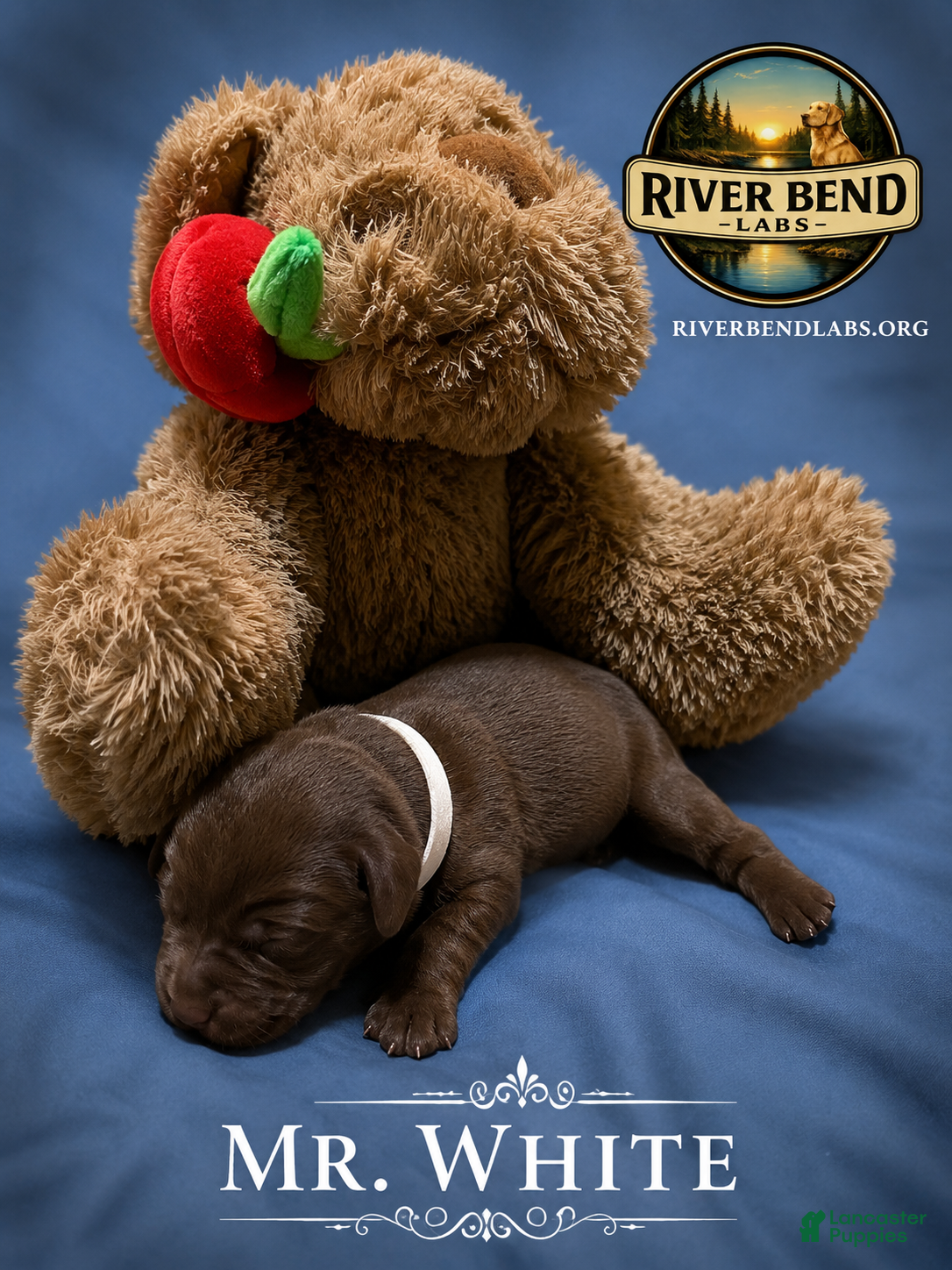 Labrador Retriever dogs Mr. White - Ad 1