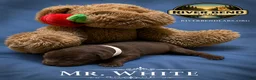 Labrador Retriever dogs for sale: Mr. White - Ad 1