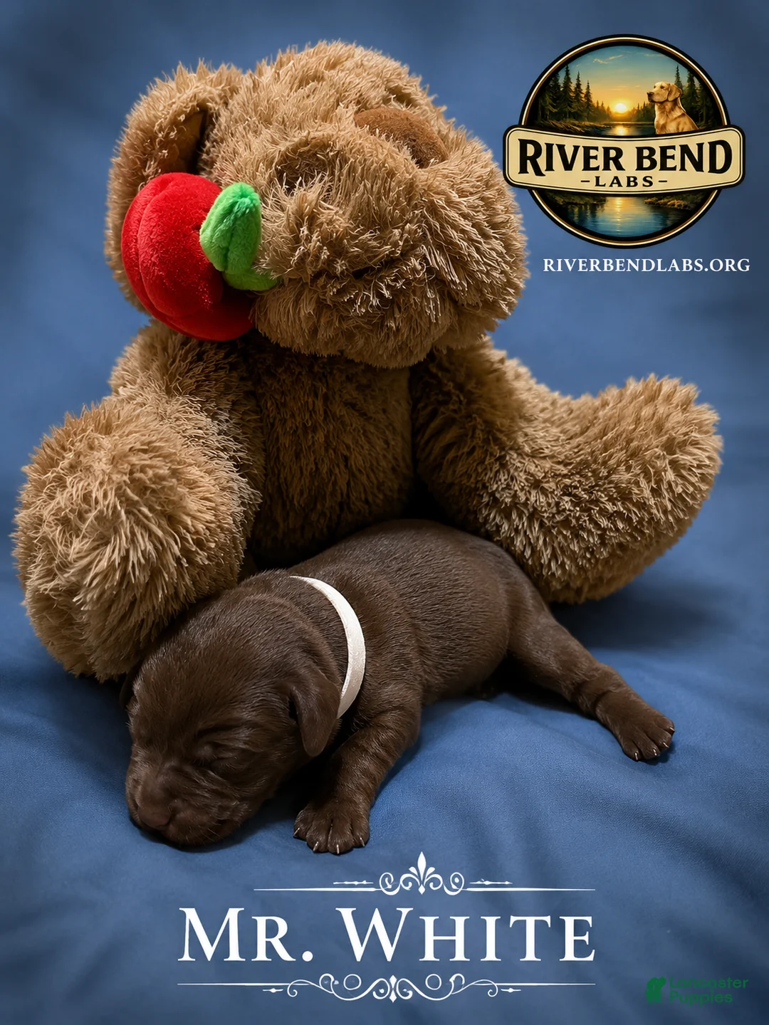 Labrador Retriever dogs for sale: Mr. White - Ad 1