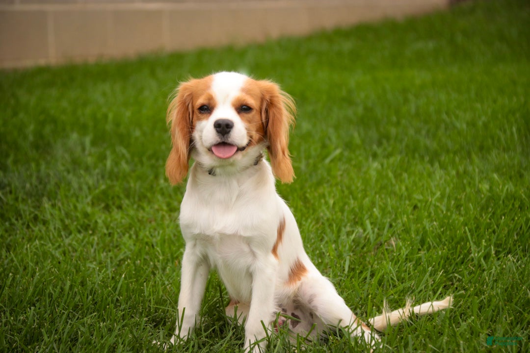 Cavalier King Charles Spaniel dogs Lars - Ad 1