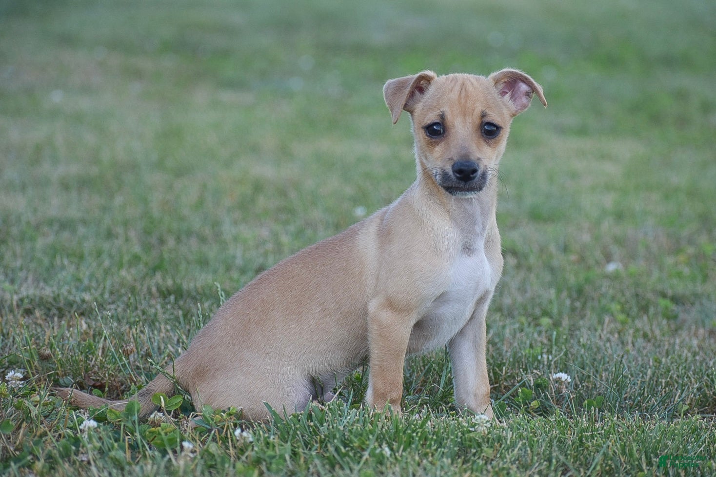 Chihuahua dogs Aiden - Ad 1