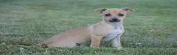Chihuahua dogs for sale: Aiden - Ad 1