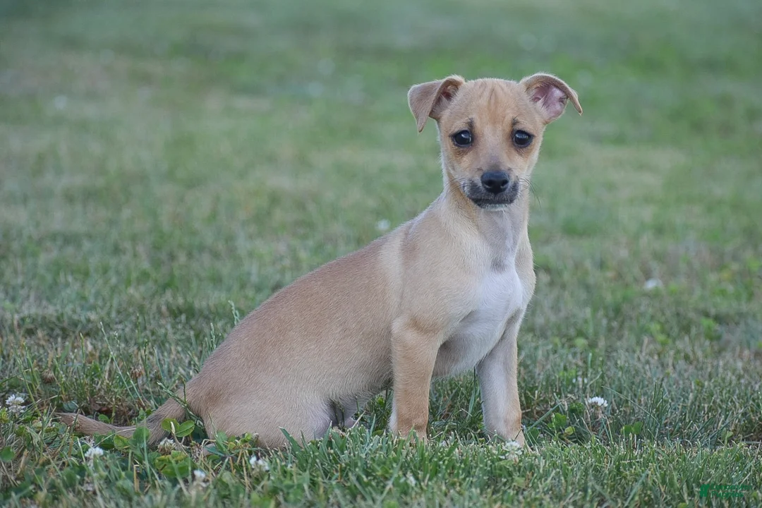 Chihuahua dogs for sale: Aiden - Ad 1