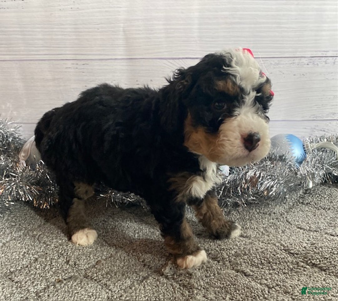 Mini Bernedoodle dogs for sale: Sunshine - Ad 4